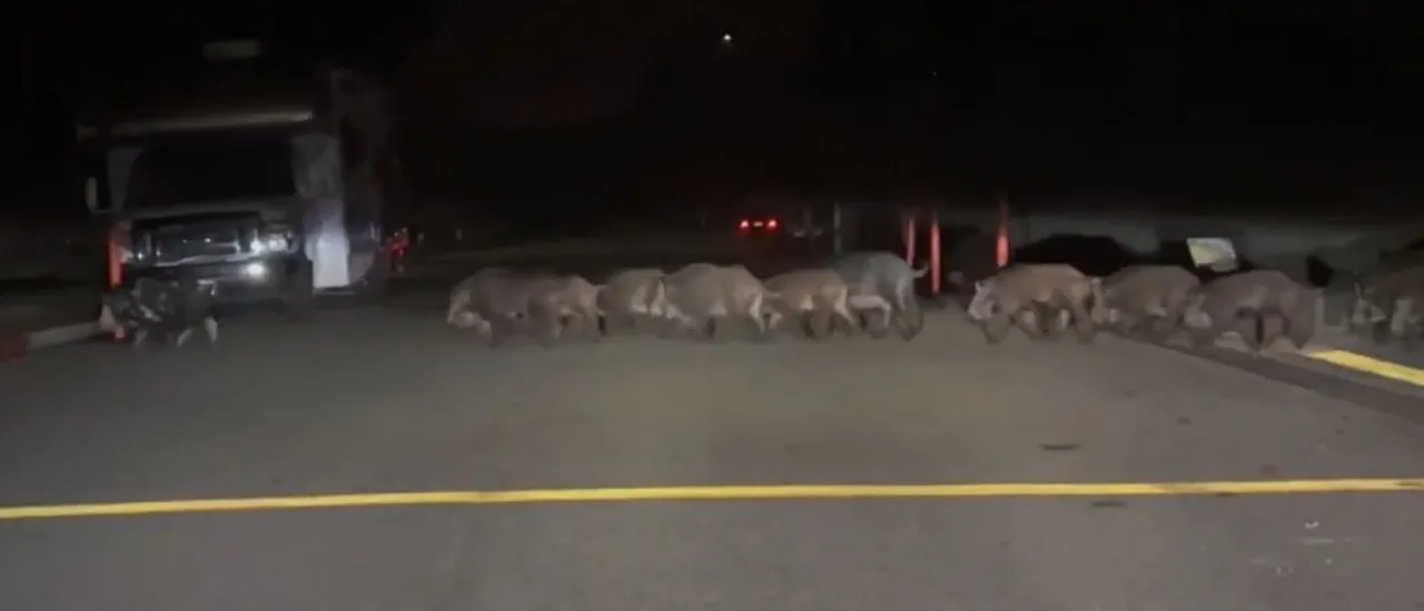California V. Texas: A Tale Of How 2 States Attempt To Eliminate Pesky Feral Hogs