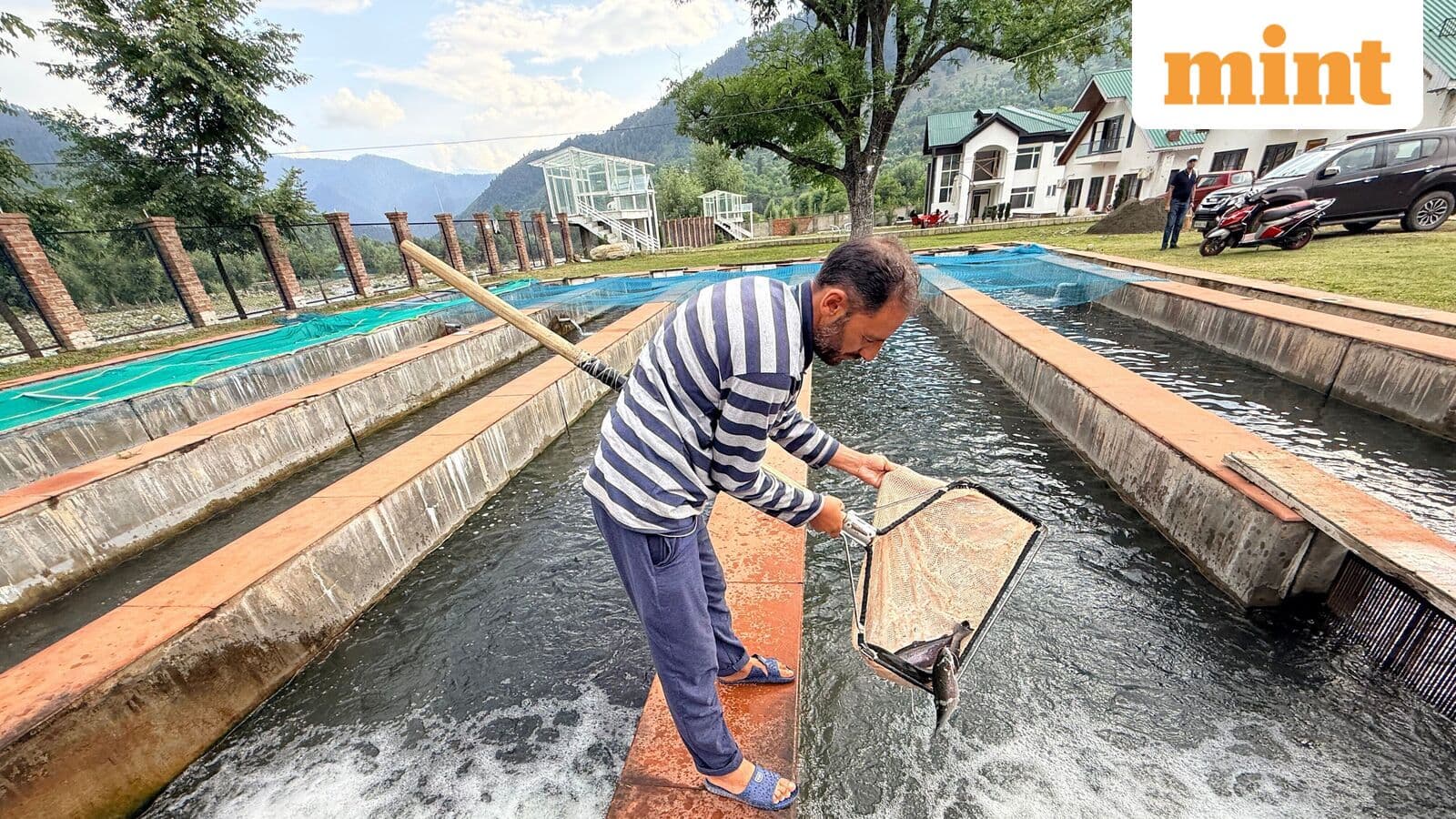 How a British import turned Kashmir into India’s trout capital